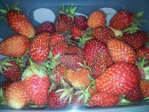 Recette Huummm des fraises