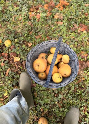 Recette Apple Jelly (gelée de pommes)