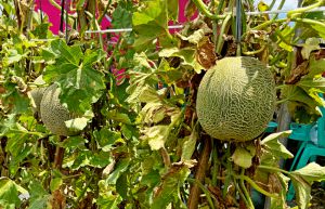 Recette Cette fleur au potager rend les melons incroyablement sucrés, même sans pluie