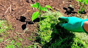 Recette Ce paillage naturel venu du potager garde l’humidité deux fois plus longtemps que la paille