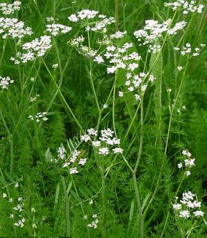 Recette Carvi | Saveurs Gourmandises : Le trésor aromatique caché à la vue de tous