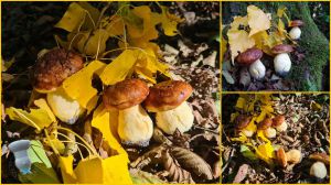 Recette Biscuits cèpes en trompe l'oeil