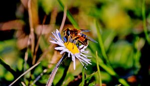 Recette Ces fleurs de fin d’automne attirent les abeilles quand tout le reste disparaît