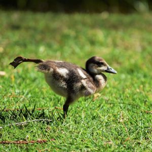 Recette Pourquoi le foie gras va-t-il finir par vous gaver ? 8 alternatives végétales