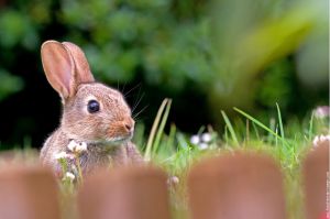 Recette Saveurs d'automne: lapin aux girolles grises