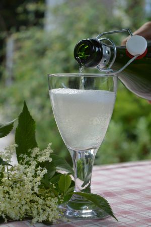 Recette Champagne de fleurs de sureau