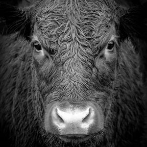 Recette Et si on arrêtait de prendre les gens (et les animaux) pour des cons ? – Réponse à Libération