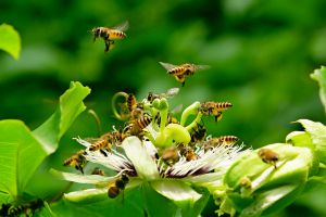 Recette L’arbre étonnant qui attire les abeilles même quand la saison des fleurs touche à sa fin