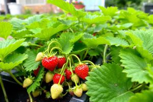 Recette Préparer votre carré de fraisiers dès maintenant pour une récolte abondante au printemps