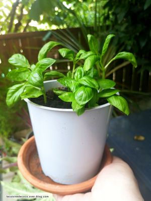 Recette Basilic : soins, multiplication et recettes