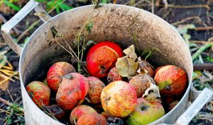 Recette Mes pommes abîmées se sont révélées être l’engrais gratuit le plus efficace du potager