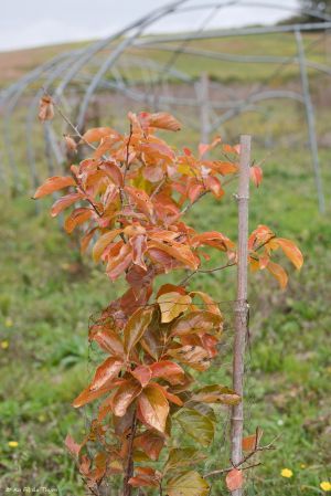 Recette Astuces : Installer des fruitiers au jardin