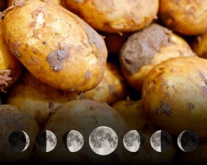Recette Planter des pommes de terre avec la lune : est-ce vraiment efficace ?