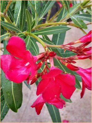 Recette Fleurs du dimanche