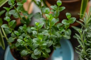 Recette Quelles fleurs et herbes utiliser pour assaisonner ses plats ?