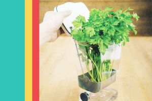 Recette Stop Wasting Money on Slimy Cilantro, These 8 Shopper-Loved Herb Keepers Work ‘Like Magic’