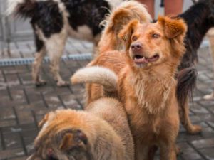 Recette Chien ou chat : lequel est le plus adapté à votre rythme de vie ?