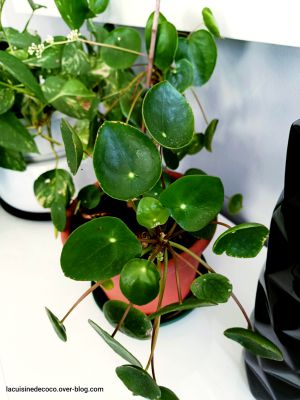 Recette Pilea peperomioides : soins, multiplication et floraison
