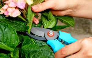 Recette Façon étonnante dont les Japonais taillent leurs hortensias pour une reprise spectaculaire