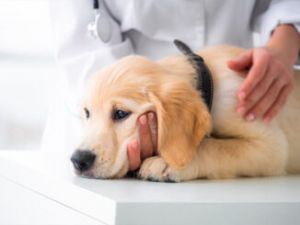 Recette Chien ou chat : lequel est le plus adapté à votre rythme de vie ?