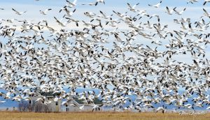 Recette Oie des neiges sauce à la framboise