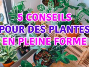 Recette Feuilles qui brunissent sur les bords causes et solutions faciles