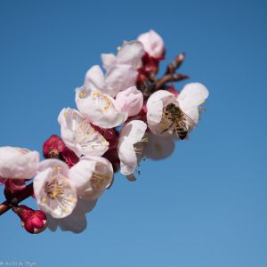 Recette Fleurs des vergers