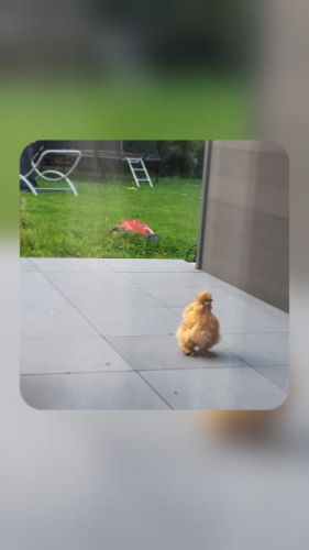 Recette Bonjour les filles